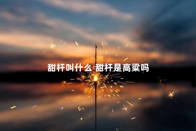 甜杆叫什么 甜杆是高粱吗